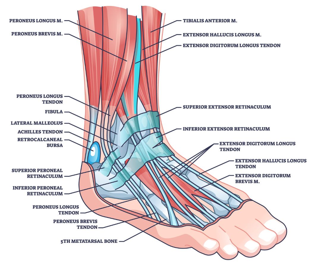 Foot Anatomy