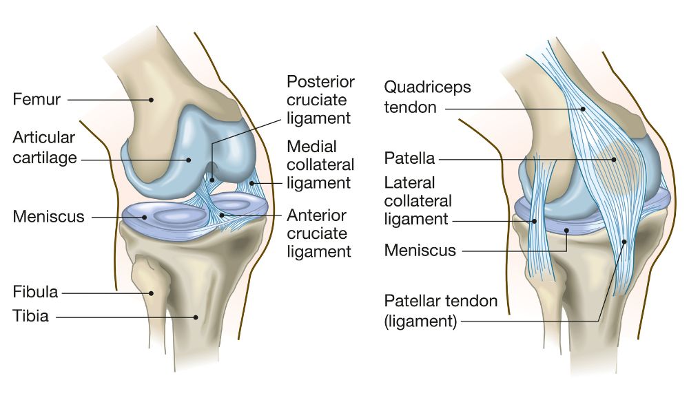 Knee Anatomy   Resized Manaqib Licensed Adobe Stock Photos