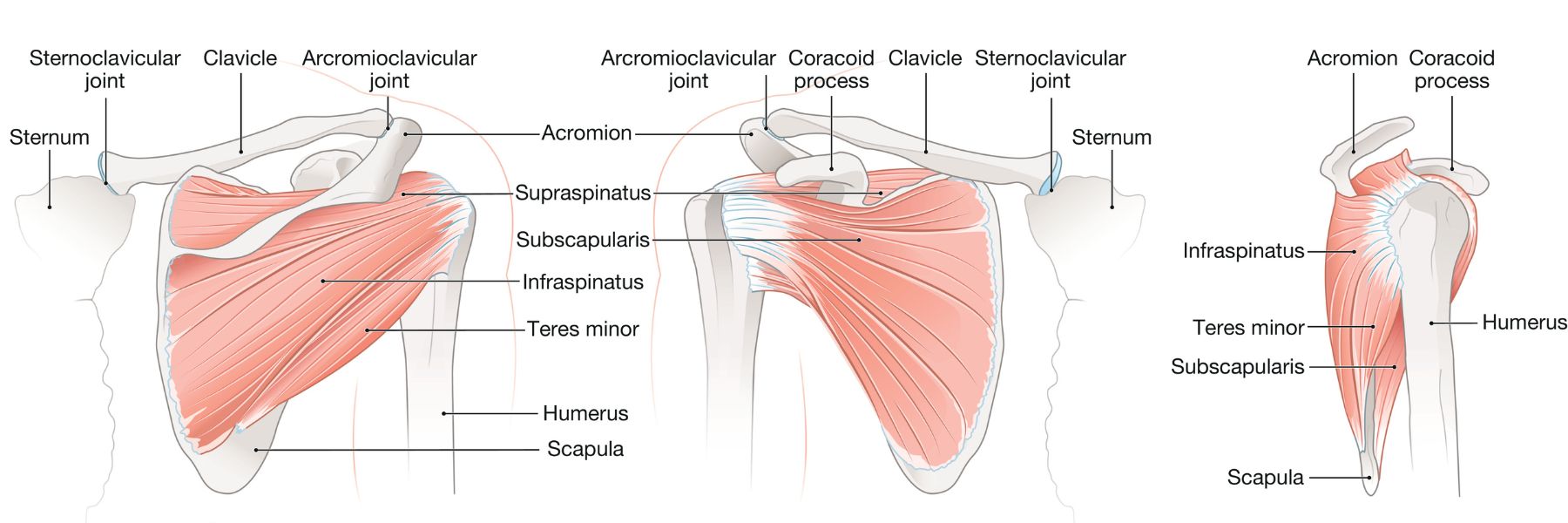 Shoulder Anatomy   Dr  Manaqib