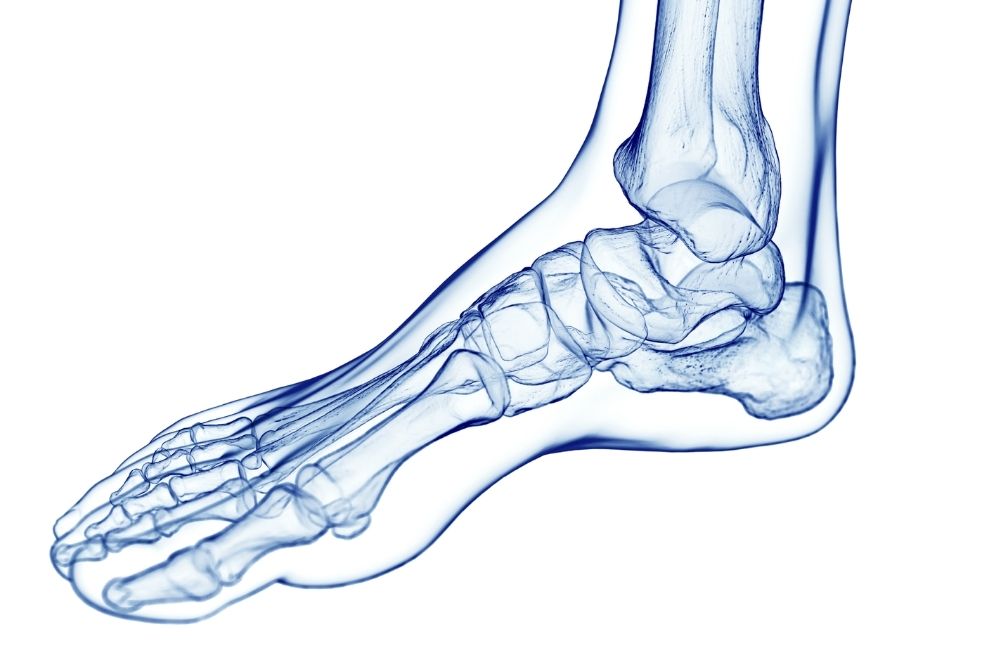 Foot